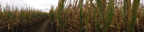 Panorama of Corn