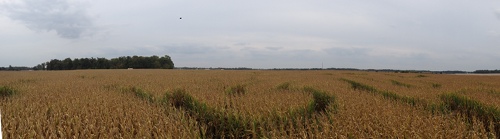 Over the Corn Maze
