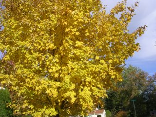 An Autumn Tree 