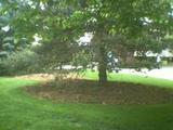 randomtree.jpg