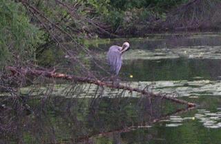 A Blue Heron on a Branch