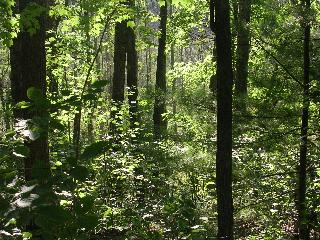 Trees...