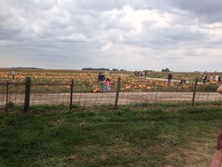 Pumpkin Patch