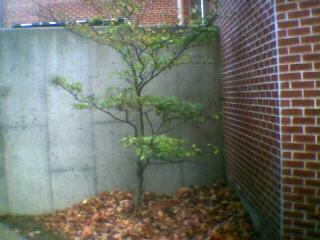 A Tree From a Few Years Ago 