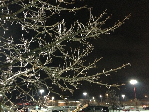 Iced Tree