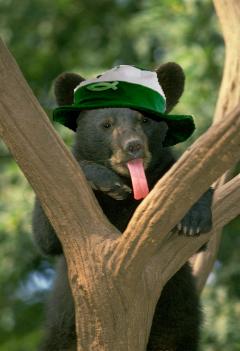 This is not a gummy bear, but I'm at work and can't upload a new photo