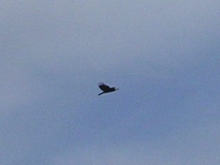 It's a bird, it's a plane... no wait, it's a bird. 