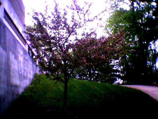 DreamTree