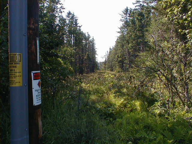 Trees!