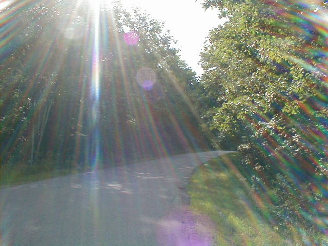 woods