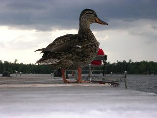Imposing Duck