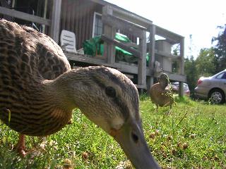 Curious Duck